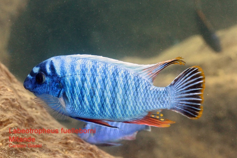 Labeotropheus fuelleborni 'Mitande Reef (Rocks)'